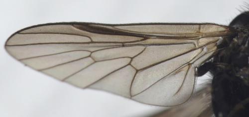 Ptiolina obscura